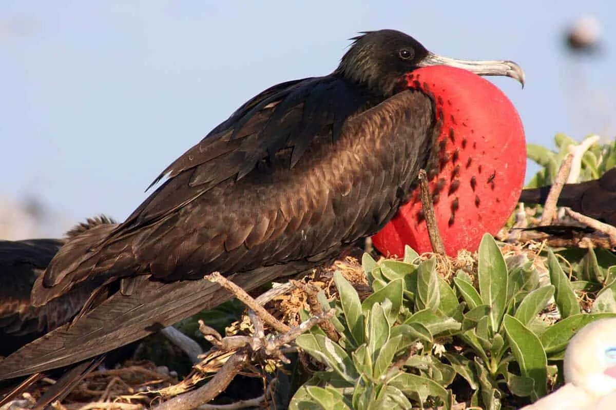 Великолепный Фрегат птица. Великолепный Фрегат Галапагосские острова. Фрегат Ариэль. Красный Фрегат птица.