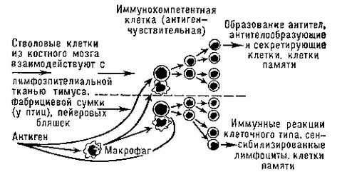 Взаимодействие клеток иммунной системы