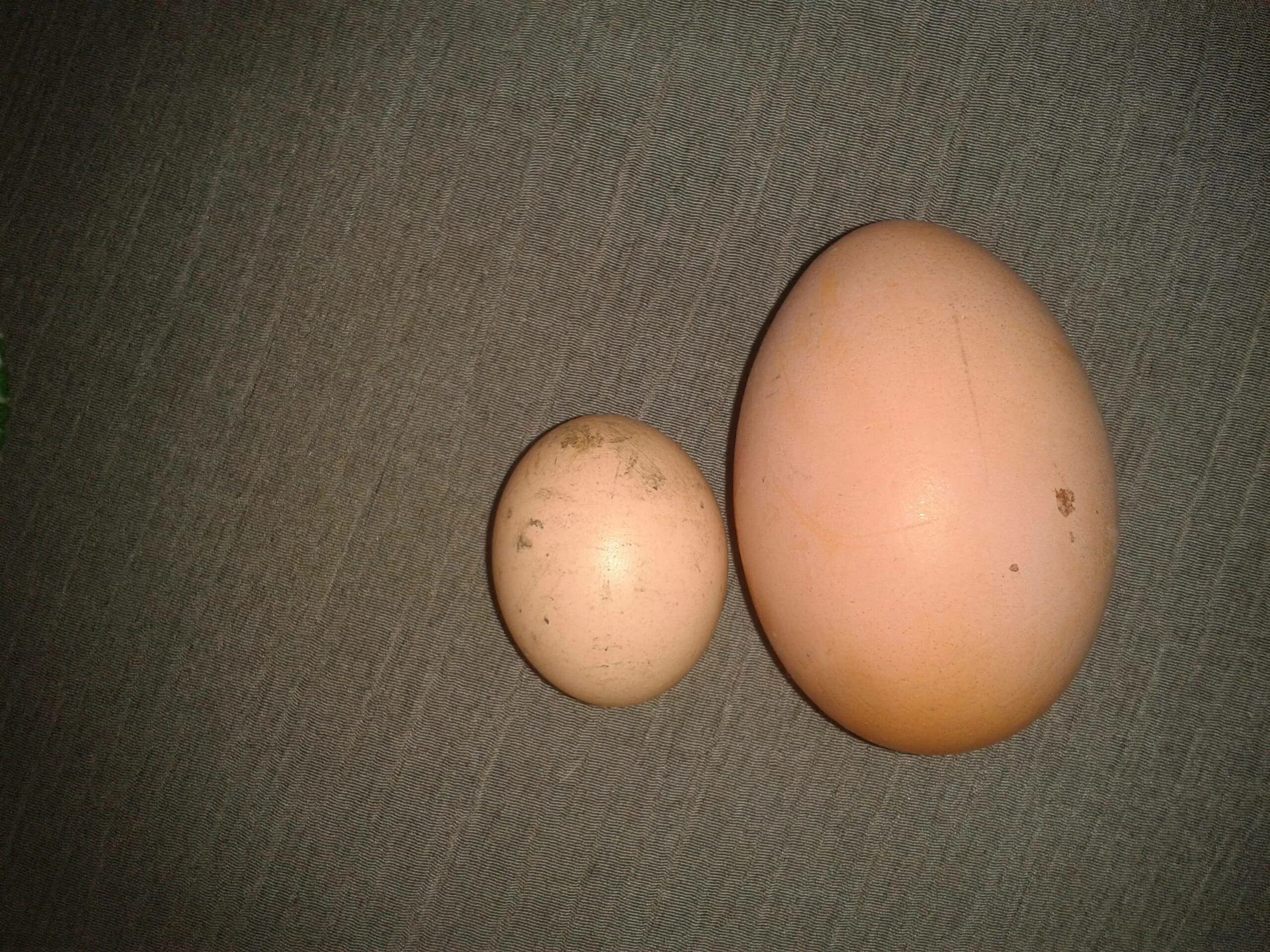 Кура несет мелкие яйца. Маленькие куриные яйца. Мелкое куриное яйцо. Мелкие яйца. Крупные яйца.