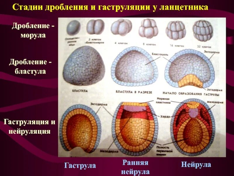 Начальный этап развития оплодотворенного яйца носит название. Морула бластула. Бластула гаструла нейрула таблица. Морула нейрула гаструла. Морула бластула гаструла нейрула.