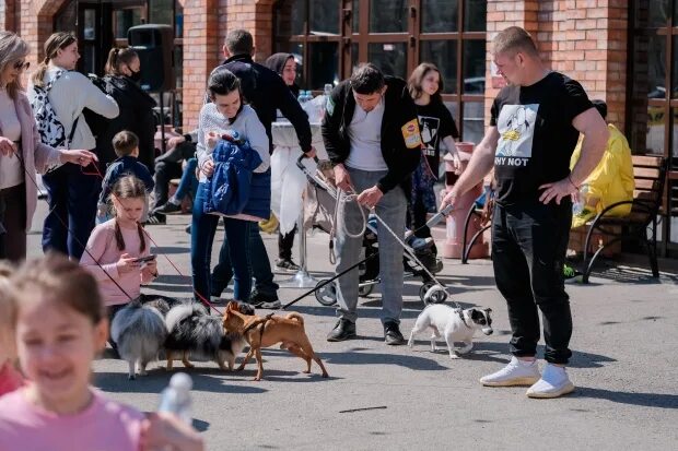 Выставка собак волгоград. Выставки собак Волгоград. На выставке собак. Выставка собак в Саратове. Выставка собак в Волгограде 2020 год.