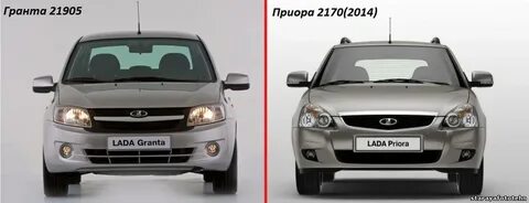 Отличие калина гранта
