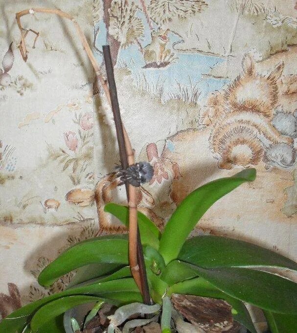 Орхидея после цветения фото. Орхидея фаленопсис отцвела. орхидея фаленопсис надломился цветонос. фаленопсис засох цветонос. орхидея обрезать цветонос.