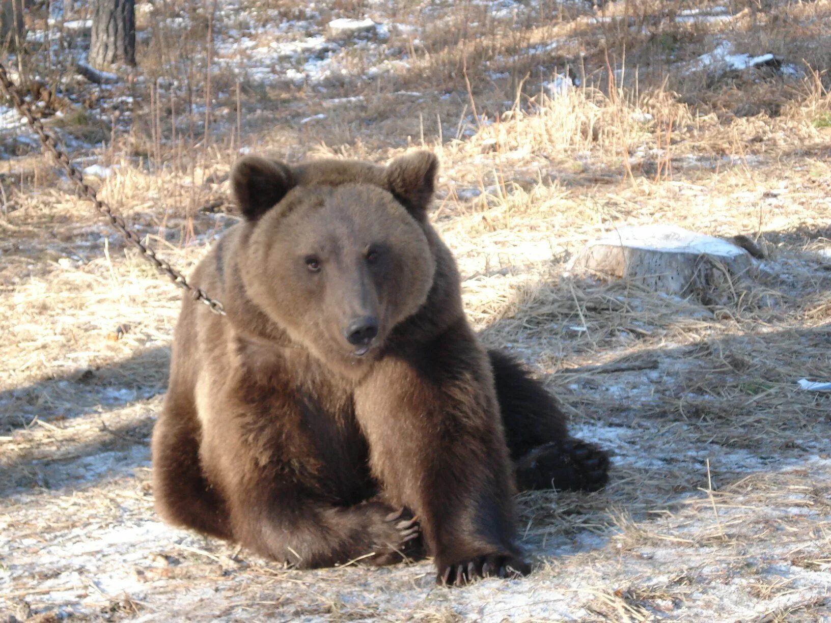Медведь съедобный. Самые известные медведи. Мамадыш медведь золотой. В Мамадыше видели медведь. Есть ли в Мамадышском районе медведи.