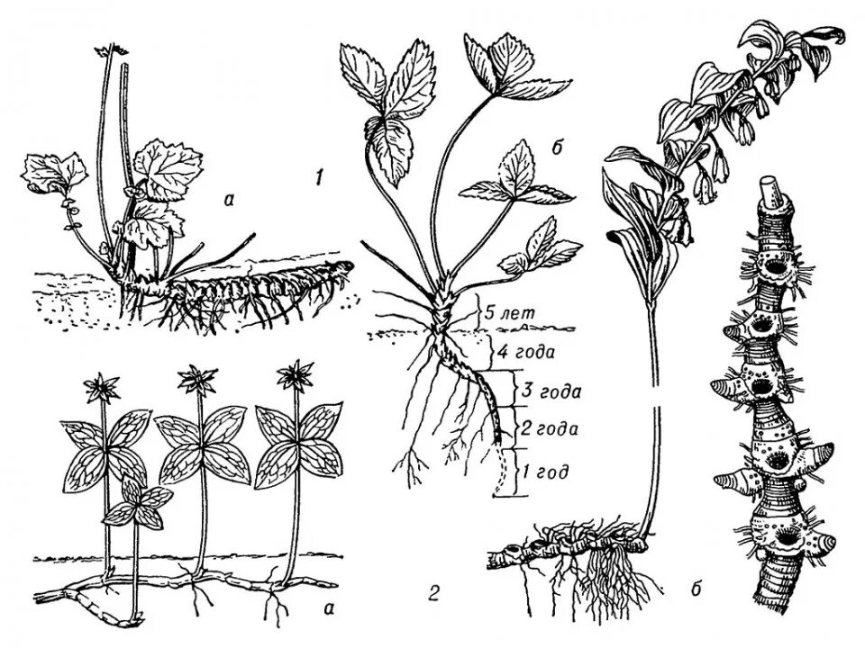 корневище клубень луковица видоизмененные побеги. гипогенное корневище. надземное корневище. надземный побег в корневище. видоизменённый побег корневище ландыша.