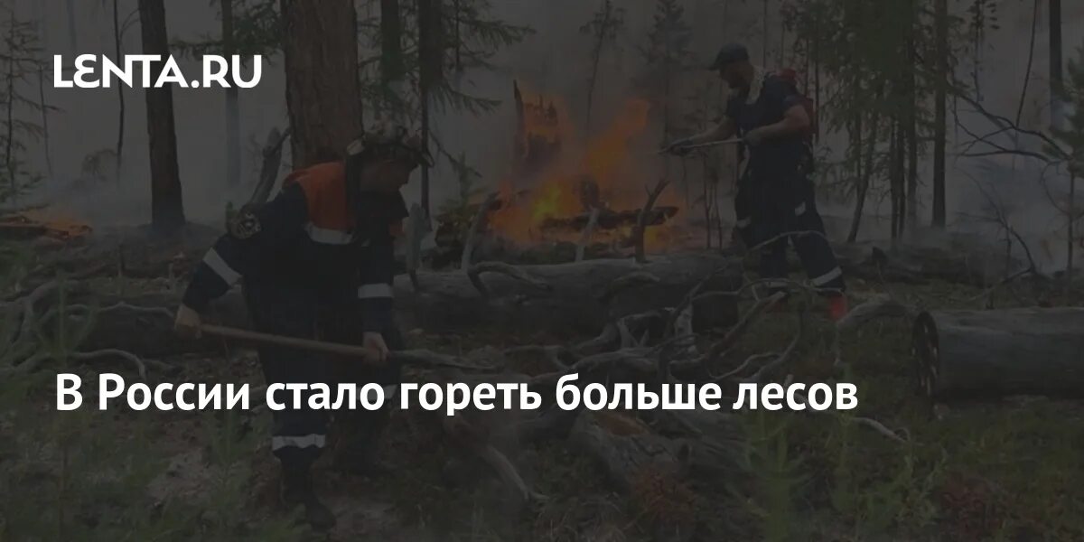 Гореть стали меньше. Кабаны в лесу России. Где горят леса в России.