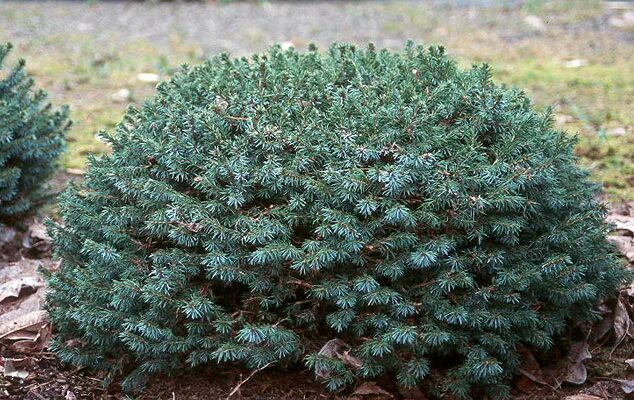 Picea omorika Pimoko. Ель мариорика Machala. Ель Picea mariorika Machala. Ель мариорика (Picea mariorika Machala.