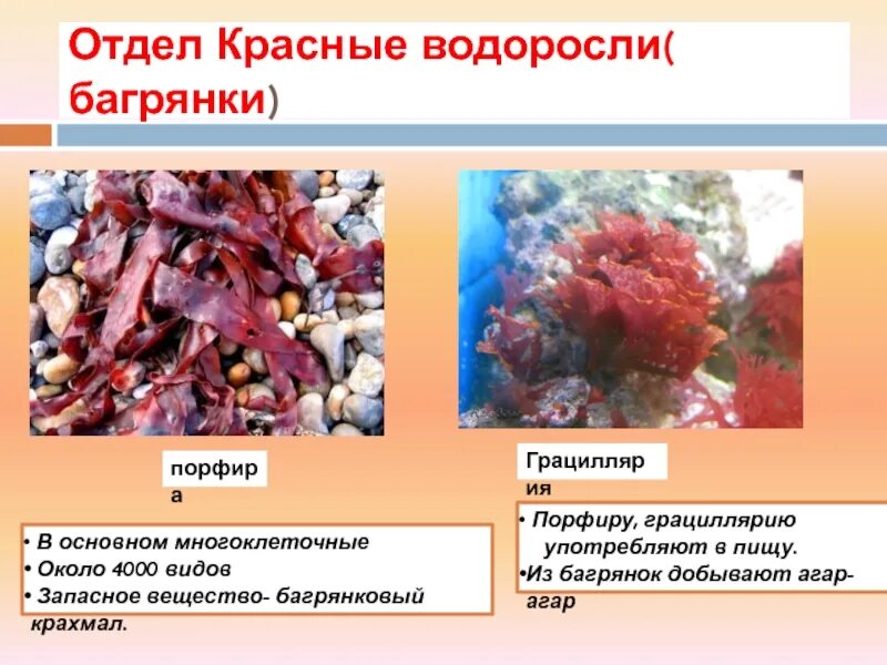 Красные водоросли багрянки. Многоклеточные красные водоросли. Запасные вещества красных водорослей.