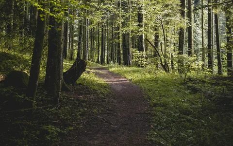 В каком лесу лучше жить