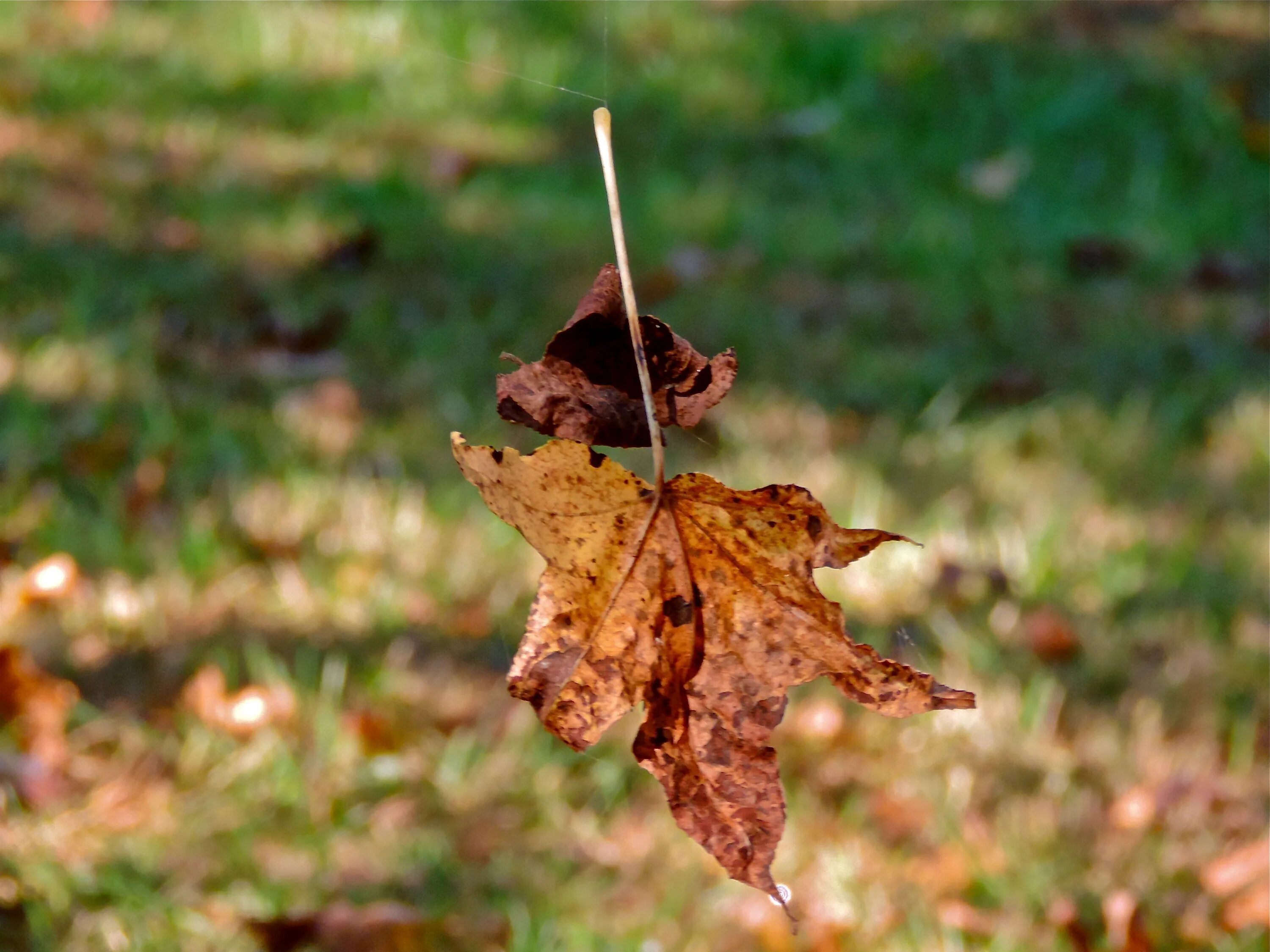 Листопад. Злой осенний ветер. Осень листопад. Осеннее поле. Листопад фото красивые.