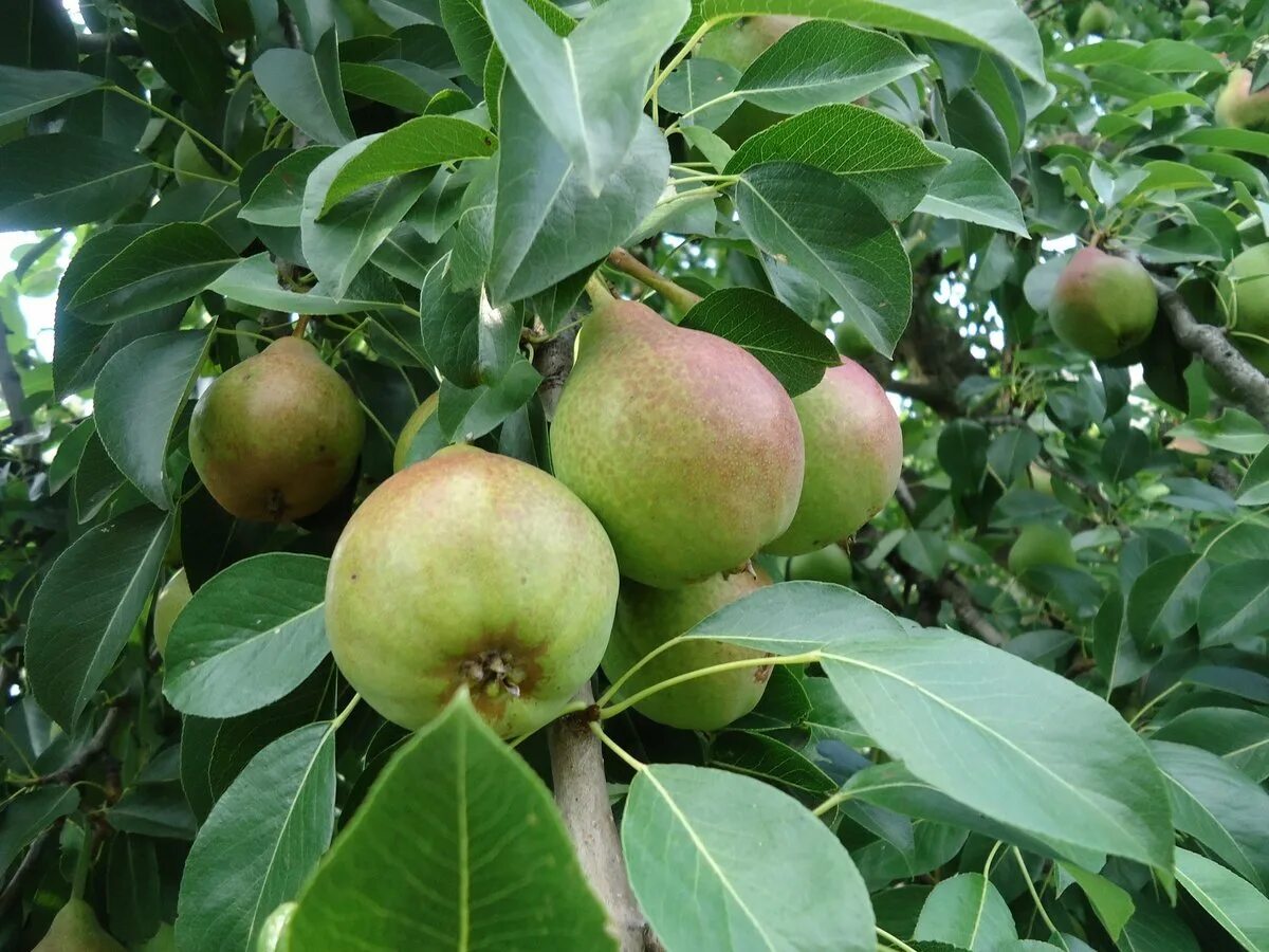 Груша детская описание фото отзывы. Груша Пирус. Груша Лесная Pyrus. Груша Кавказская (Pyrus Caucasica (Fed.) Browicz). Сорт груши Золотоворотская.