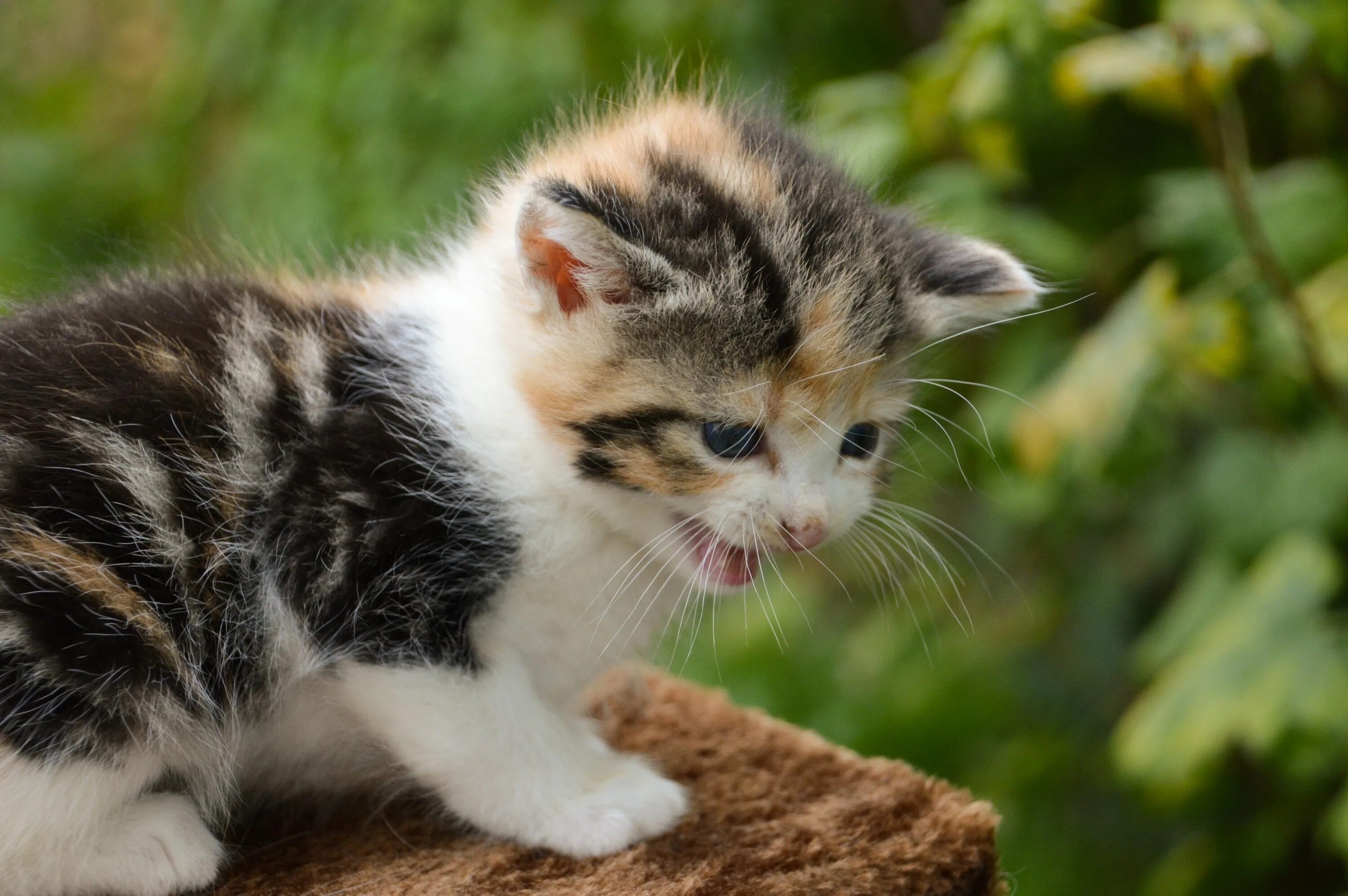 Мяуканье котят kittens meowing kittens meowing звук. Кошки маленькие. котенок мяукает. кошки маленькие большие. мяуканье котят kittens meowing.
