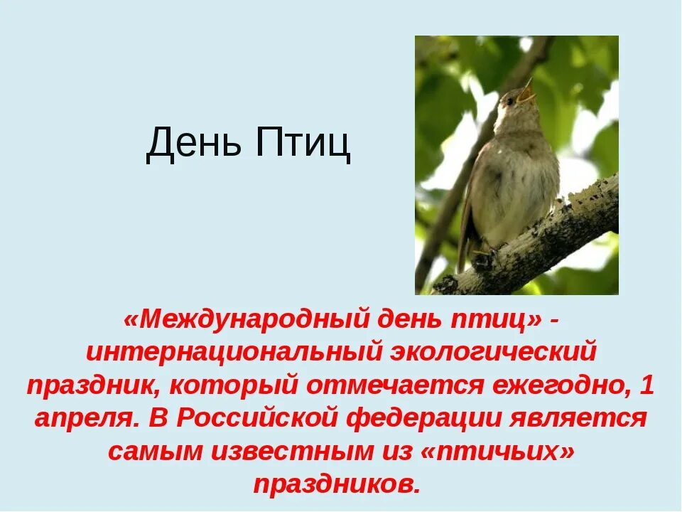 Международный день птиц отмечается 1 апреля. День птиц. Международный день птиц. Международный праздник птиц. 1 Апреля Всемирный день птиц.