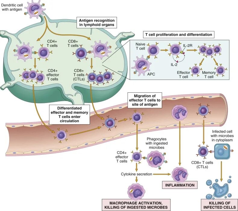 Супрессия иммунного ответа. Схема клетки макрофага. Антигенпрезентирующие клетки иммунология макрофаги. Макрофаг строение схема. Тканевые макрофаги.