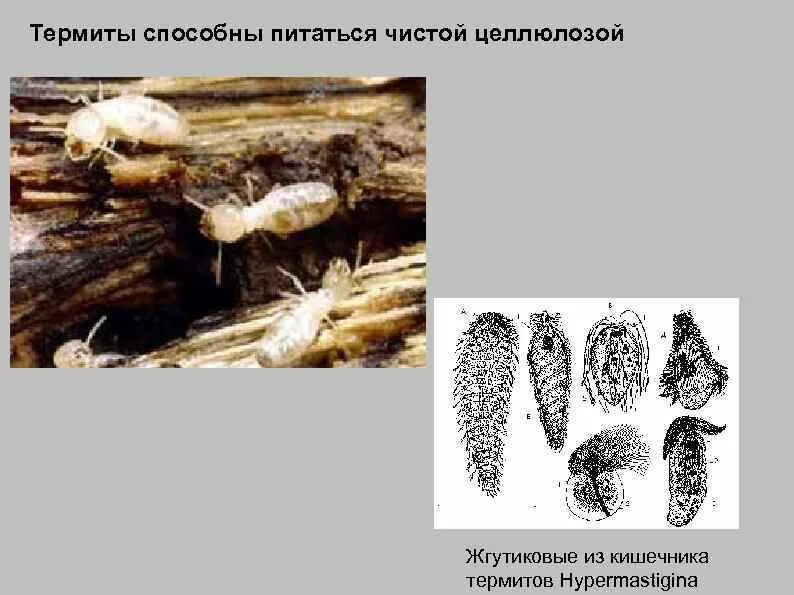 Термиты и жгутиковые простейшие тип взаимоотношений. Мутуализм термиты и жгутиковые. симбионты термитов. термиты и жгутиковые тип взаимоотношений. термиты и жгутиковые простейшие.