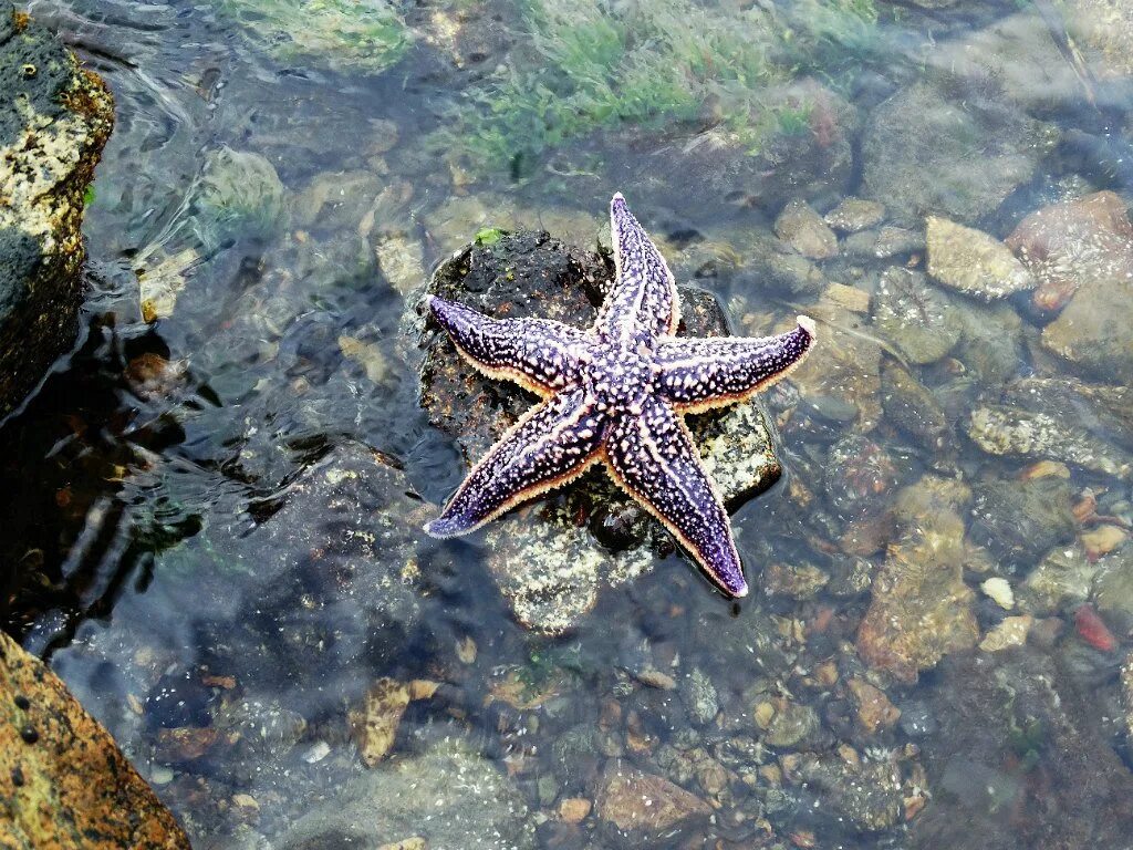 Астерия Амурская морская звезда. Амурская морская звезда (Asterias amurensis). Дальневосточный морской заповедник евастерия сетчатая. Звезда нардоя морская. Морская звезда ростов