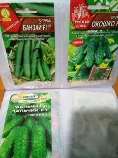 Сорта огурцов для подоконника