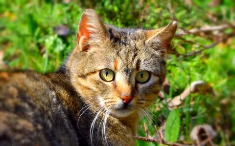 беспородные кошки фото: 3 тыс изображений найдено в Яндекс Картинках