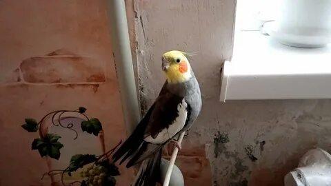 Корелла поет пианино