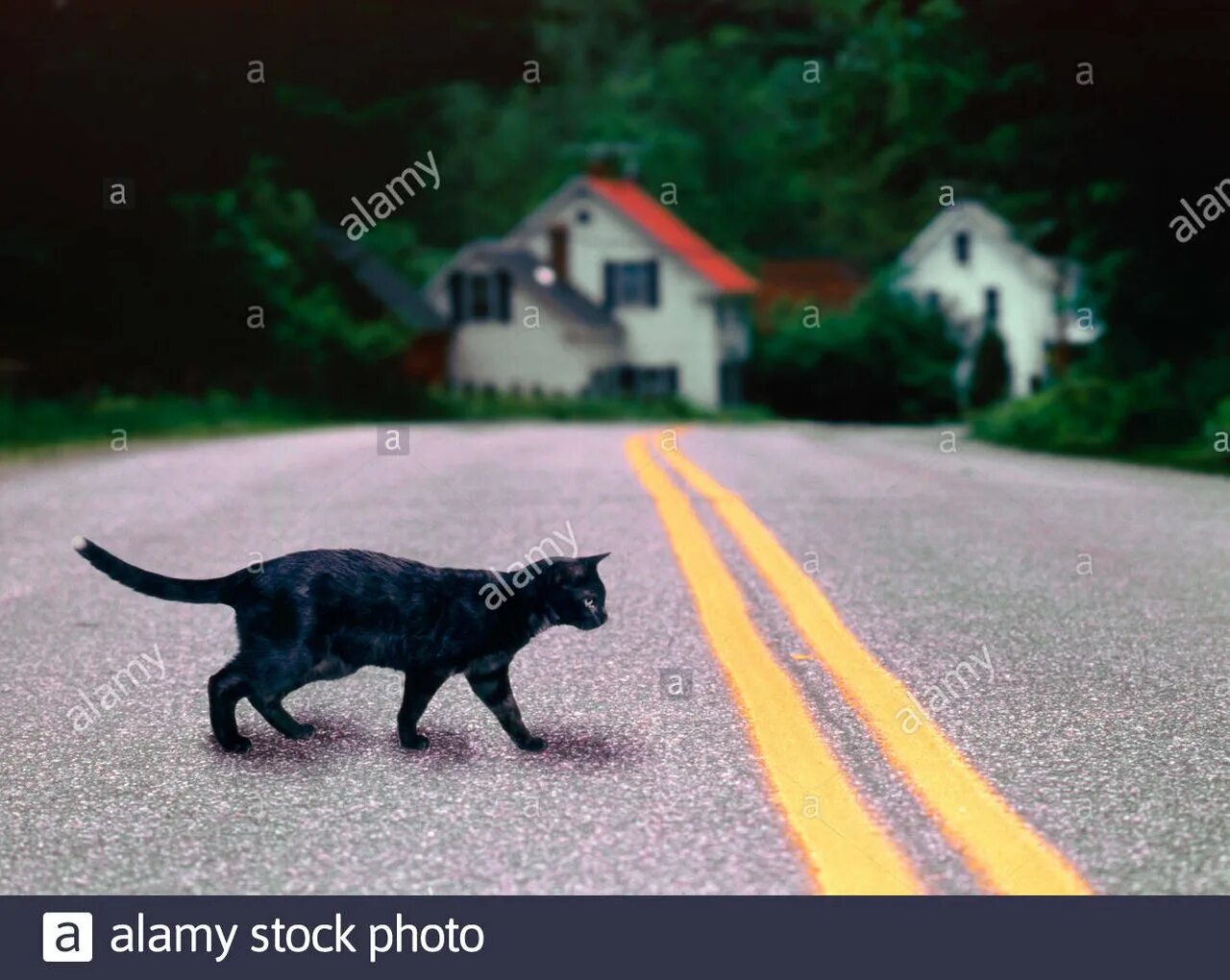 Что делать если кошка перебежала дорогу. Чёрный КОО перебегает дорогу. Чёрная Кошла пробегает дорогу. Чёрная кошка перебежала дорогу. Кошка перебежала дорогу.