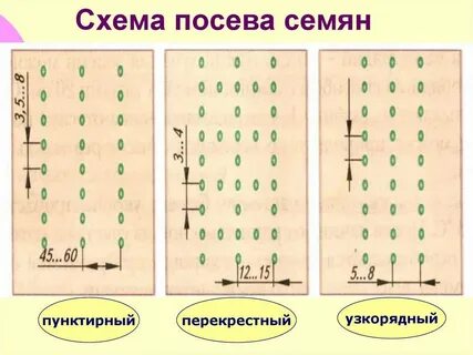 Схема посадки морковки