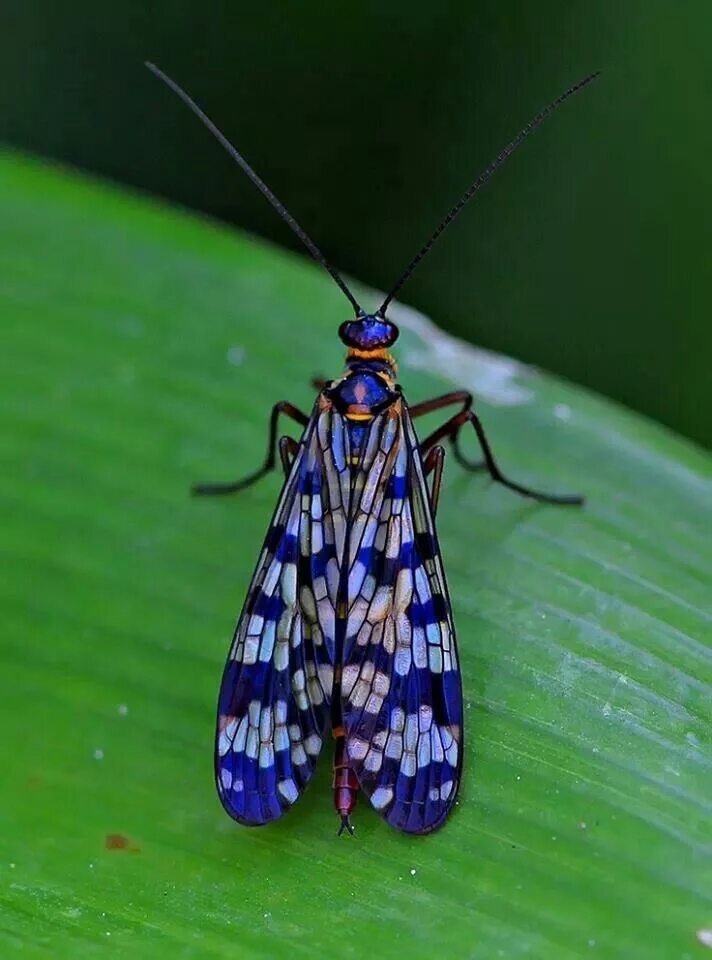 Индийские мухи. Насекомые. Красивые насекомые. Насекомые фото. Двукрылые бабочки.