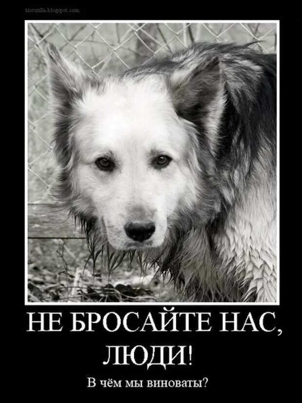Кидать животных. Бездомные животные. не бросайте животных. люди не бросайте животных. про брошенных животных.