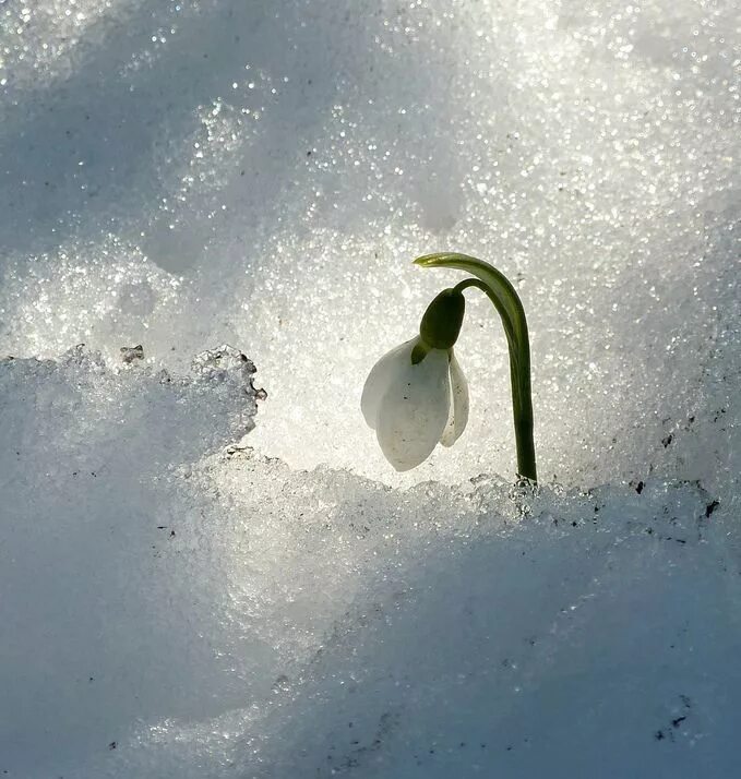 Весенний снег утром. Весенний первоцвет - подснежник. Весенний снег утром. Цветы в снегу. Весенний снег утром.