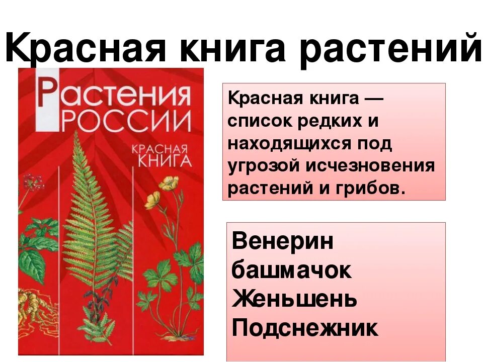 Растения красной книги России. Растения из красной книги России. Цветы красной книги. Растения красной книги для детей