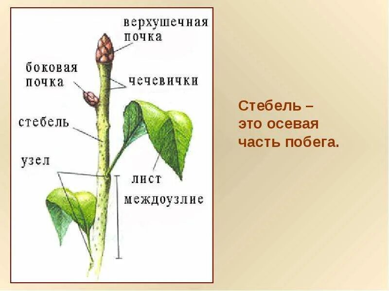 Побег его строение и значение. Боковой побег стебля. строение побега растения черешок. побег верхушечная почка лист. побег растения строение стебля.