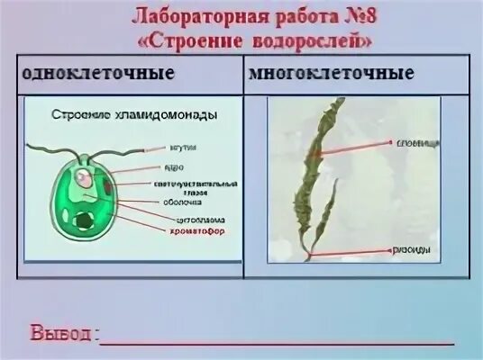 5 класс строение водорослей