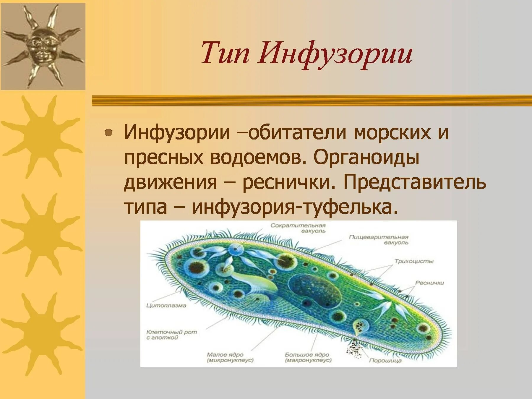 Инфузория туфелька жгутиконосцы. Тип простейшие класс жгутиковые класс инфузории. Тип инфузории жгутиковые биология 7 класс. Жгутиконосцы и инфузории 7 класс биология. Назовите классы простейших