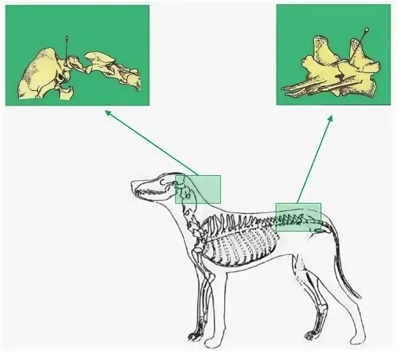 Приспособление позвоночного животного. Заболевания позвоночника у животных. Позвоночник животного. Позвоночник собаки. Отделы позвоночника животных.