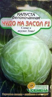Капуста сорт чудо на рекорд