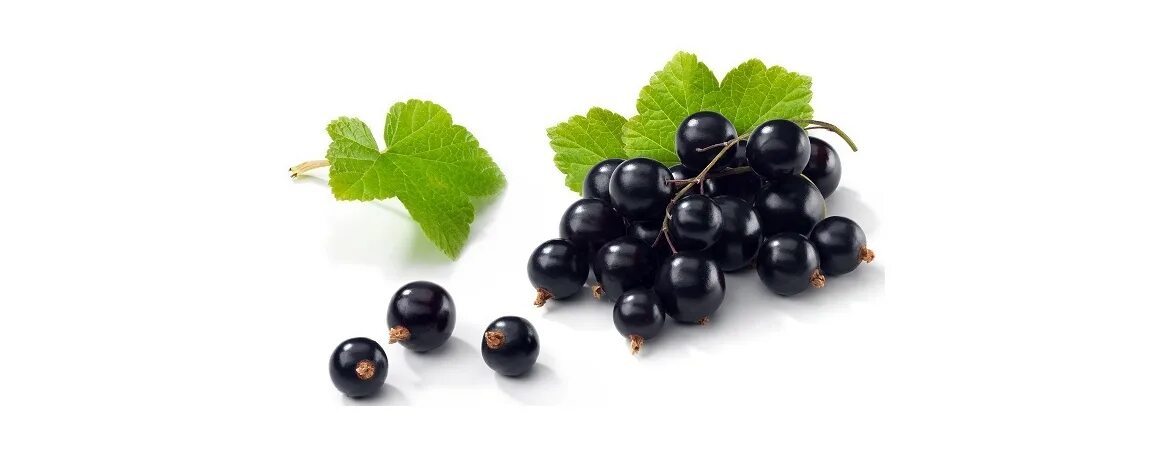 ). Смородина черная тамерлан. Смородина велой. Смородина черная добрыня. Лк смородина.