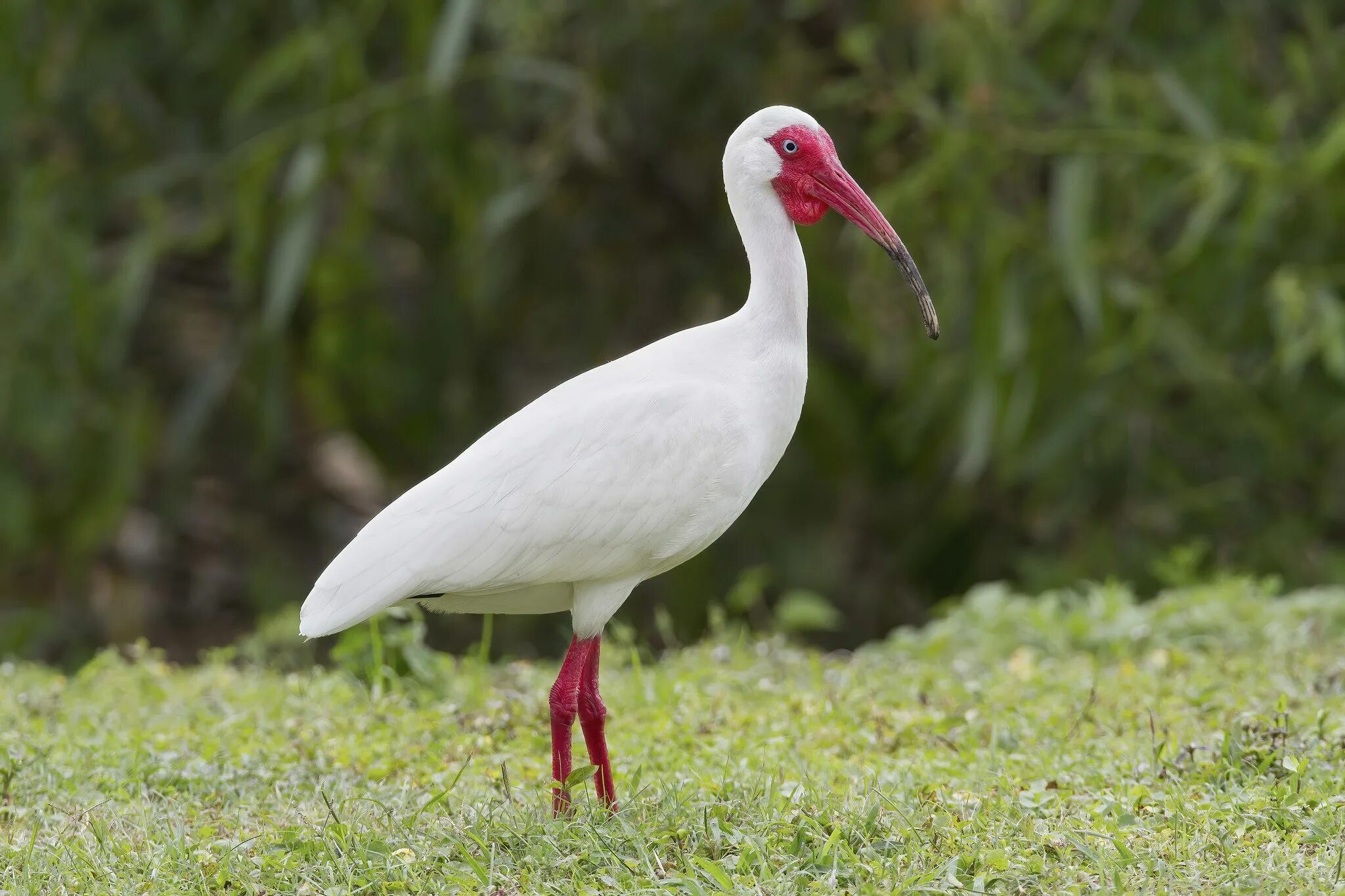 Флоридский ибис. Австралийский белый ибис. Белый ибис птица. Популяции белые ибисы. Белый ибис.