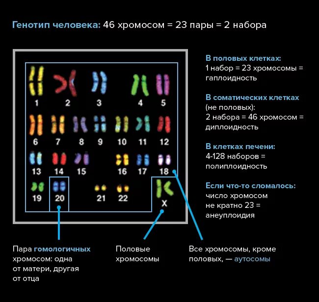 Все хромосомы кроме половых. Хромосомный набор клетки. Сколько хромосом в клетках печени. Набор хромосом в половых клетках. Клетки печени набор хромосом.