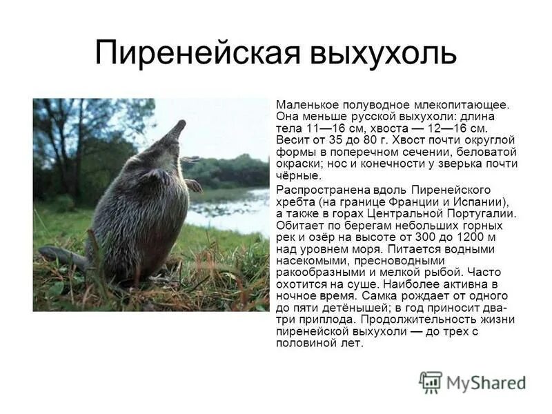 шапка из выхухоли. отряд насекомоядные выхухоль. хоперский заповедник выхухоль. русская выхухоль desmana moschata linnaeus, 1758. лысая выхухоль.