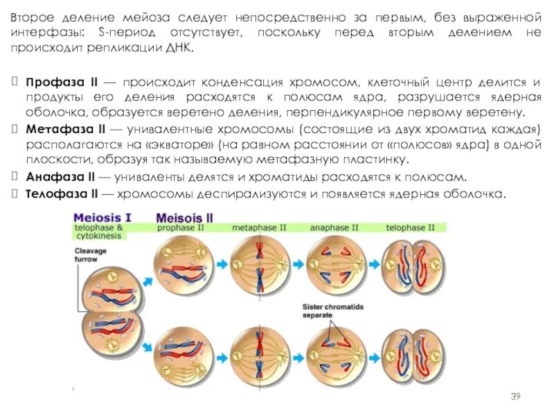Профаза 1 мейотического деления. Профаза мейоза 2. Второе деление мейоза набор хромосом. Схема профазы мейоза.