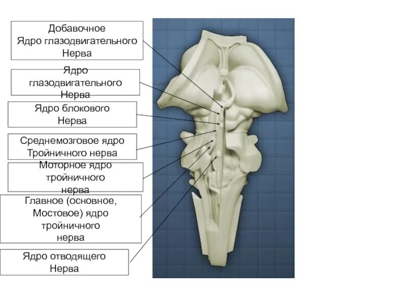 Мостовое ядро. Среднемозговое ядро мостовое ядро. Среднемозговое ядро. Мостовое ядро. Моторные ядра.