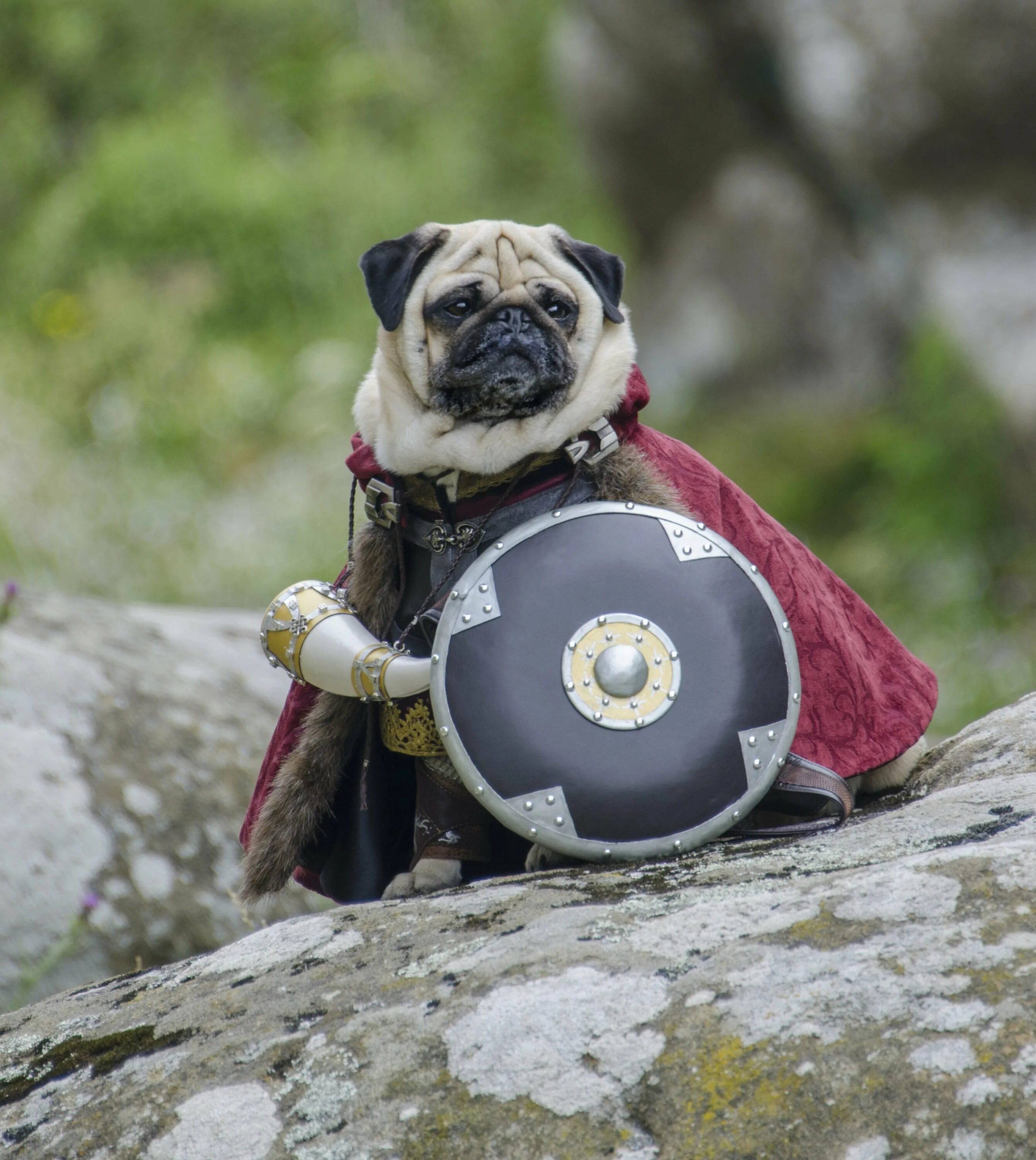 Лат собак. Лат собак. Собака в броне. Лат собак. Собака в броне.