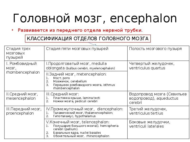 Головной мозг таблица отдел особенности функции. Классификация отделов головного мозга таблица. Отделы головного мозга структура и функции таблица. Таблица строение и функции отделов головного мозга человека. Мозг строение и функции отделов.