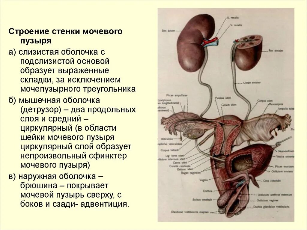 Мочевой пузырь выполняет функцию. Мочевой пузырь анатомия внешнее строение. Мочевой пузырь строение расположение функции. Строение мочевого пузыря топографическая анатомия. Строение мочевого пузыря наружнее.