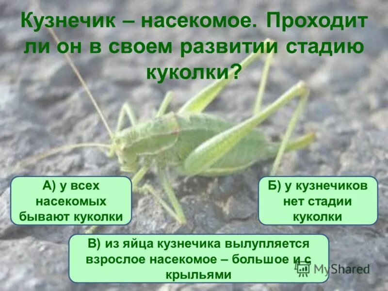 Развитие кузнечика схема. Кузнечик стадия куколки. У кузнечика есть стадия куколки. Рассказать о развитии кузнечика. У кузнечика есть стадия куколки.