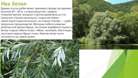 Ива белая латынь