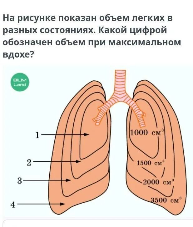 На рисунке изображены легкие. Объём лёгких. Какой объем легких у человека. Минимальный объем легких. Дополнительный объем легких.