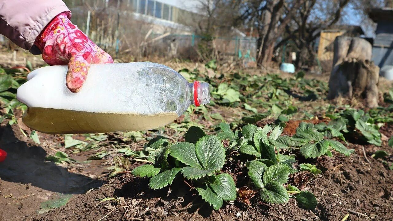 Надо подкармливать клубнику во время плодоношения. Подкормка клубники. Удобрение для клубники весной. Весенняя подкормка клубники. Подкормка клубники весной.