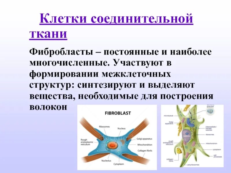 Необходимы для построения новых клеток и тканей. Фибробласты фиброциты фибробласты. Фибробласты клетки соединительной ткани. Клетки соединительной ткани фибробласты выполняют функцию. Клетки соединительной ткани чебробласт.