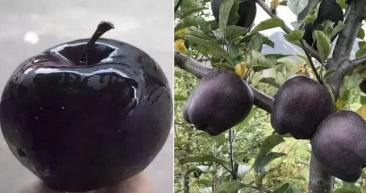 Сорта черных яблок