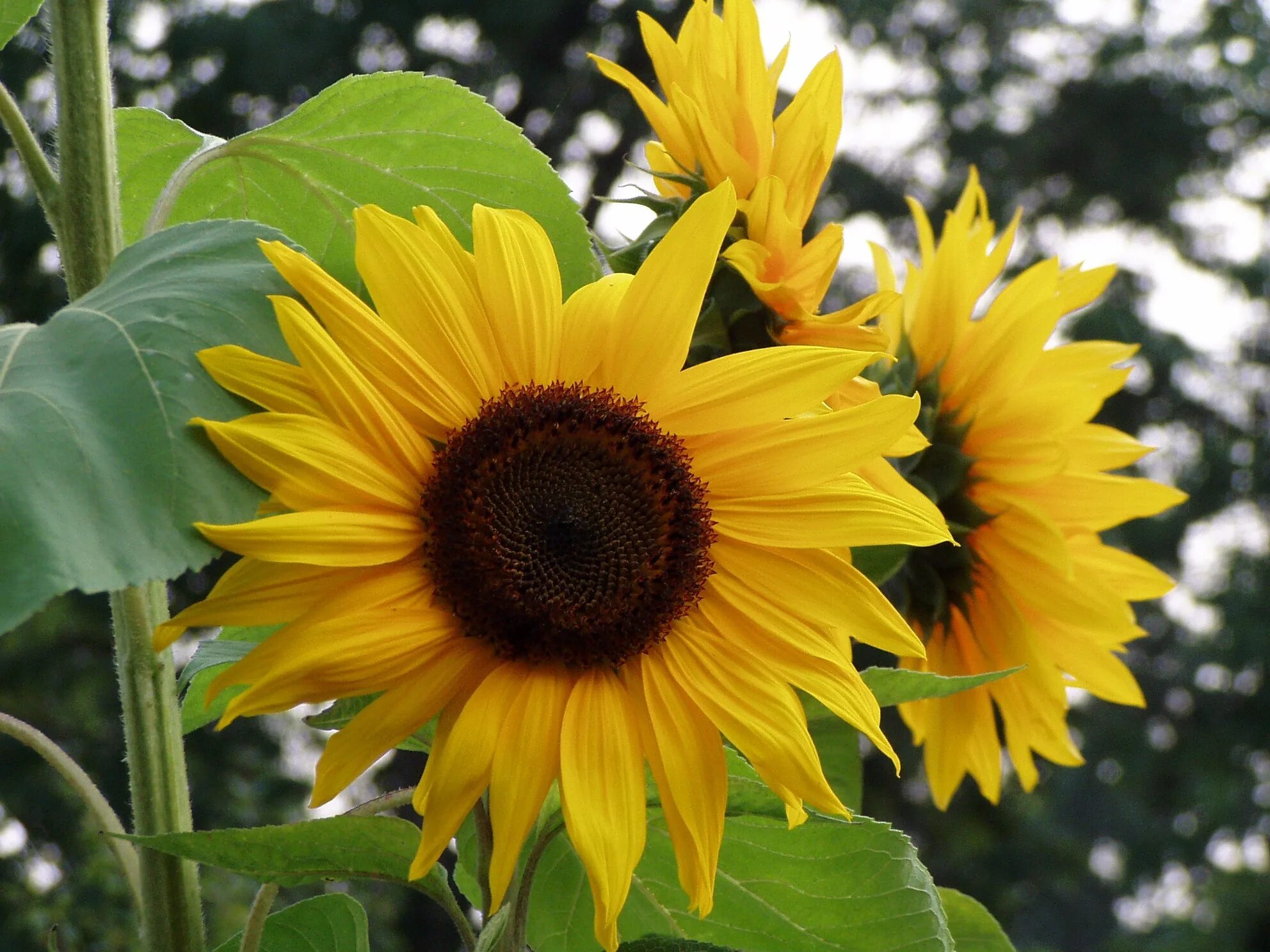 Подсолнечник соцветие. Подсолнух однолетний. Helianthus annuus семена подсолнечника. Подсолнечник однолетний about:blank. Подсолнечник однолетний листья.